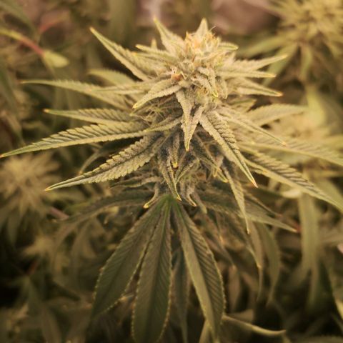 Orange cookie chem 2nd grow growlog timeline photo