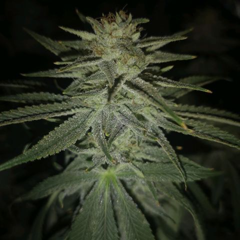 Orange cookie chem 2nd grow growlog timeline photo