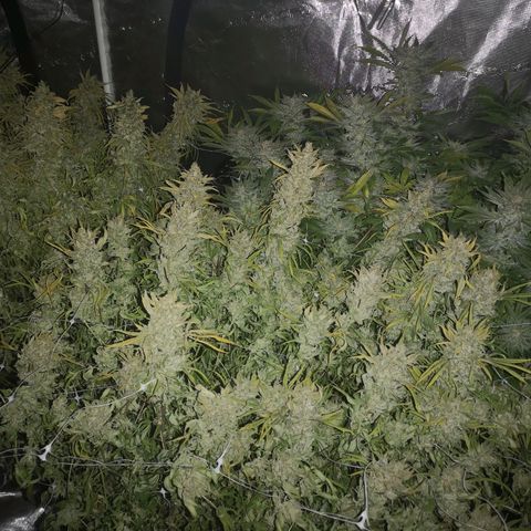 wedding cake growlog timeline photo