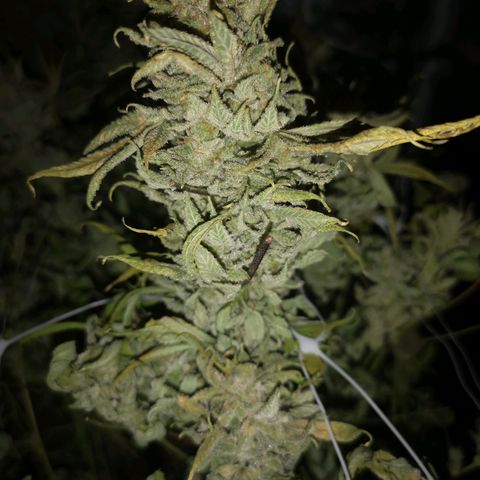 wedding cake growlog timeline photo
