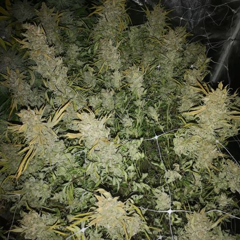 wedding cake growlog timeline photo