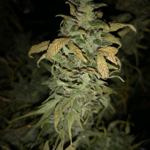 wedding cake 2 growlog timeline photo
