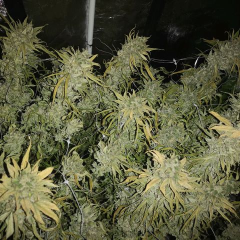 wedding cake 2 growlog timeline photo