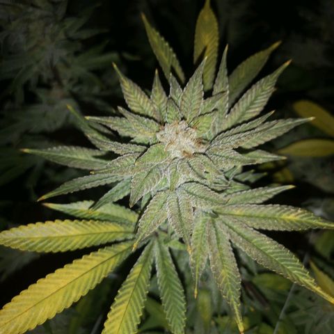 Wedding cake 3 growlog timeline photo