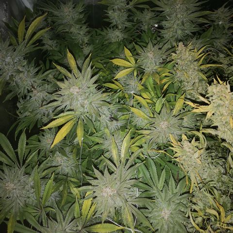 Wedding cake 3 growlog timeline photo