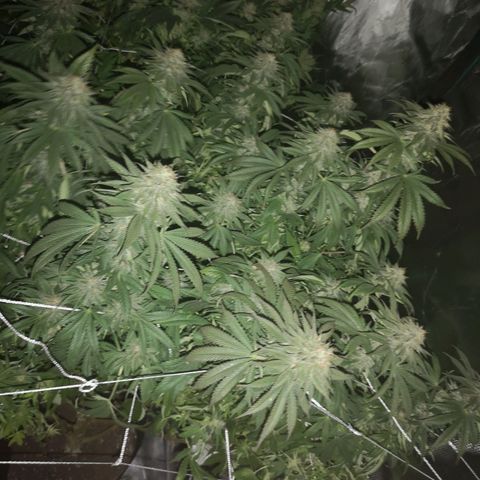 Blueberry cookies 2nd grow growlog timeline photo