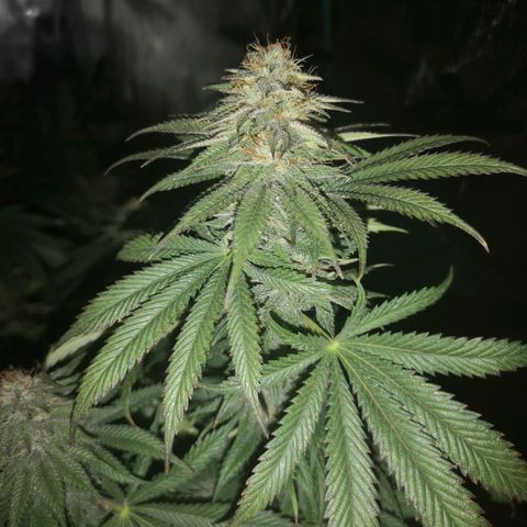 Blueberry cookies 2nd grow growlog timeline photo