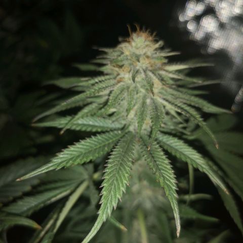 Blueberry cookies 2nd grow 2 growlog timeline photo