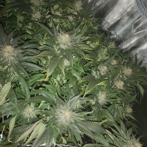Blueberry cookies 2nd grow 2 growlog timeline photo