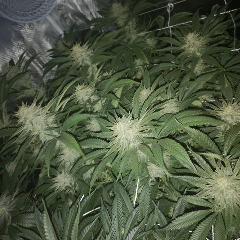 Orange cookie chem 2nd grow growlog timeline photo