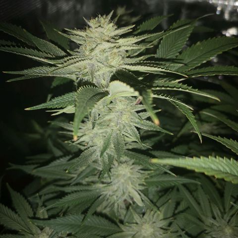 Orange cookie chem 2nd grow growlog timeline photo