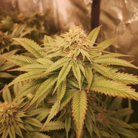 Blueberry cookies 2nd grow growlog timeline photo