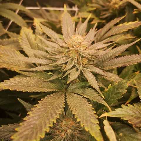 Blueberry cookies 2nd grow 2 growlog timeline photo