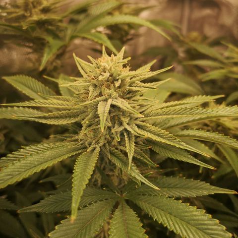 Orange cookie chem 2nd grow growlog timeline photo