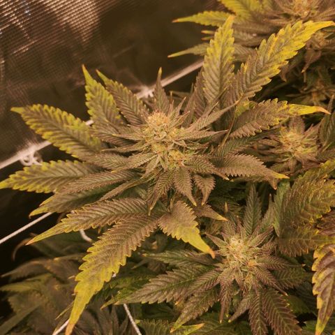 Blueberry cookies 2nd grow 2 growlog timeline photo