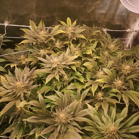 Blueberry cookies 2nd grow 2 growlog timeline photo