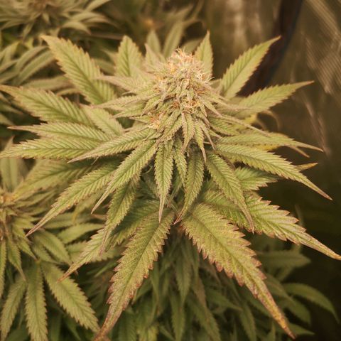 Blueberry cookies 2nd grow growlog timeline photo
