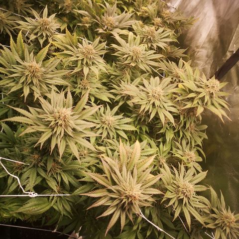 Blueberry cookies 2nd grow growlog timeline photo