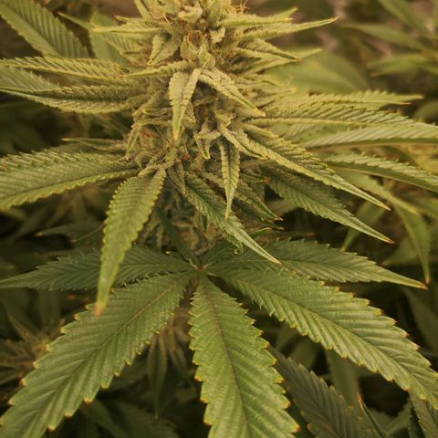 Orange cookie chem 2nd grow growlog timeline photo