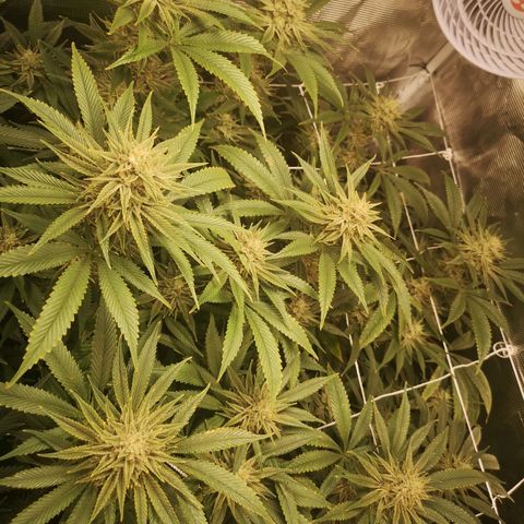Orange cookie chem 2nd grow growlog timeline photo
