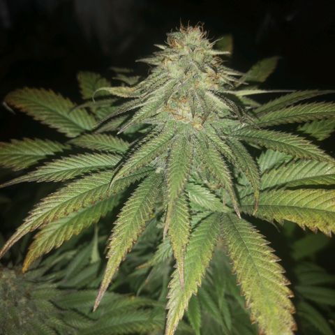 Blueberry cookies 2nd grow growlog timeline photo