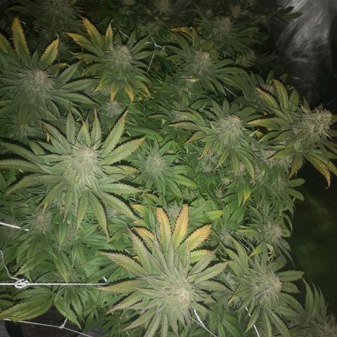 Blueberry cookies 2nd grow growlog timeline photo
