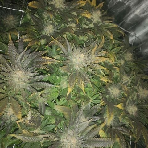 Blueberry cookies 2nd grow 2 growlog timeline photo