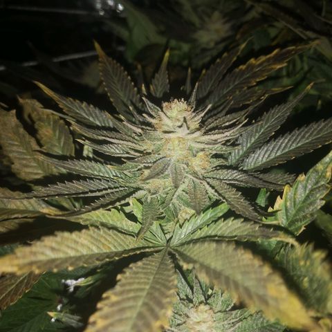Blueberry cookies 2nd grow 2 growlog timeline photo