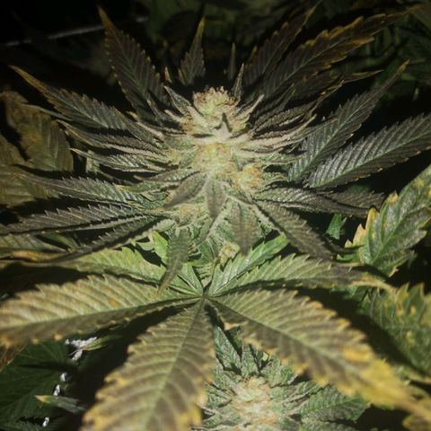 Blueberry cookies 2nd grow 2 growlog timeline photo