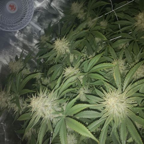 Orange cookie chem 2nd grow growlog timeline photo