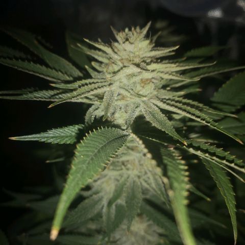Orange cookie chem 2nd grow growlog timeline photo