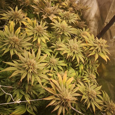 Blueberry cookies 2nd grow growlog timeline photo
