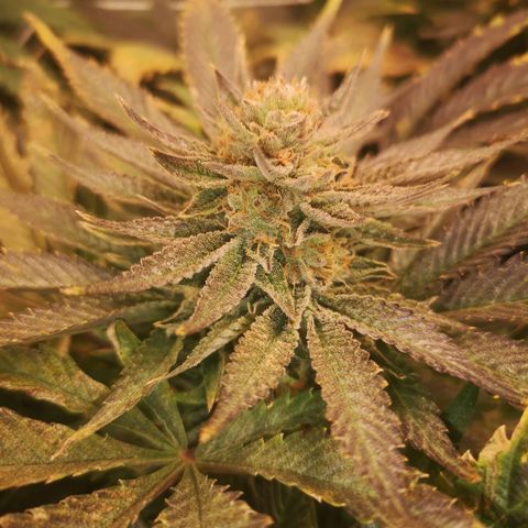 Blueberry cookies 2nd grow 2 growlog timeline photo