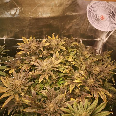 Blueberry cookies 2nd grow 2 growlog timeline photo