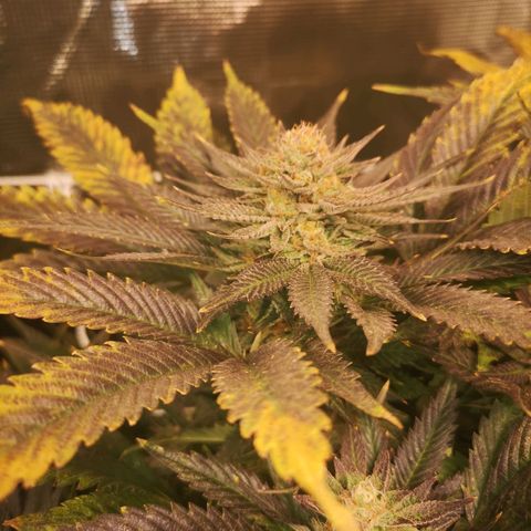 Blueberry cookies 2nd grow 2 growlog timeline photo