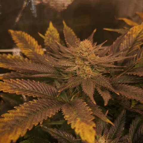 Blueberry cookies 2nd grow 2 growlog timeline photo