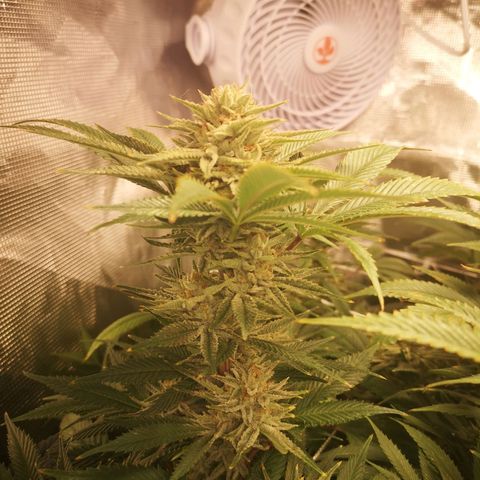 Orange cookie chem 2nd grow growlog timeline photo