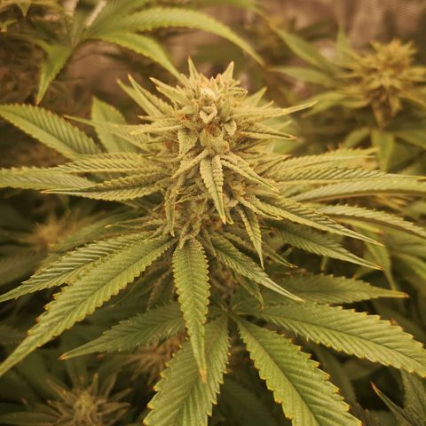 Orange cookie chem 2nd grow growlog timeline photo