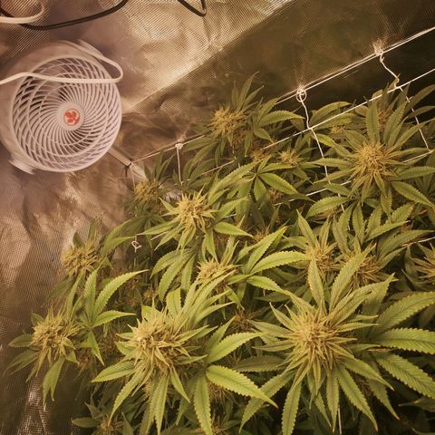 Orange cookie chem 2nd grow growlog timeline photo