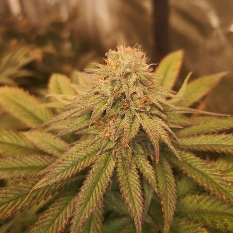 Blueberry cookies 2nd grow growlog timeline photo