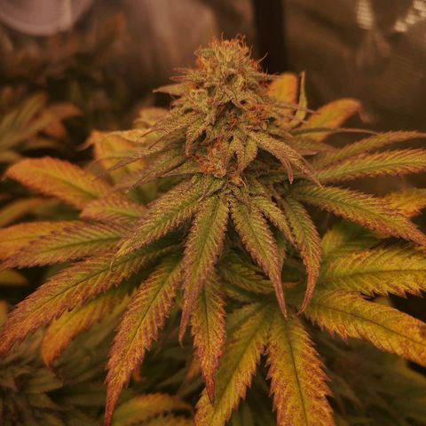 Blueberry cookies 2nd grow growlog timeline photo