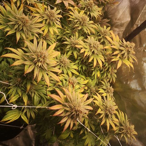 Blueberry cookies 2nd grow growlog timeline photo