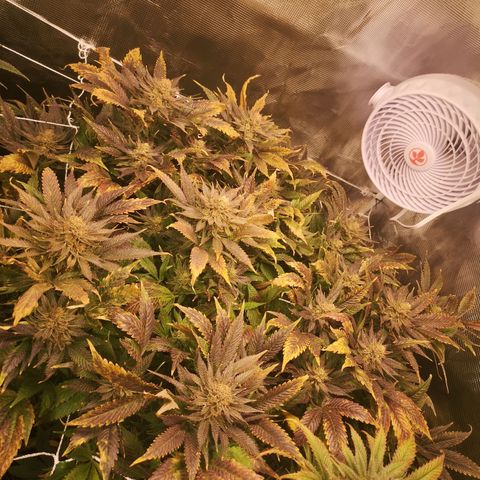 Blueberry cookies 2nd grow 2 growlog timeline photo