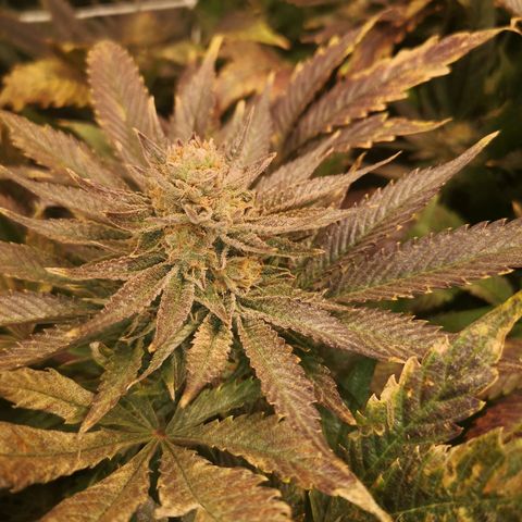 Blueberry cookies 2nd grow 2 growlog timeline photo