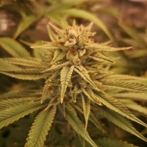 Orange cookie chem 2nd grow growlog timeline photo