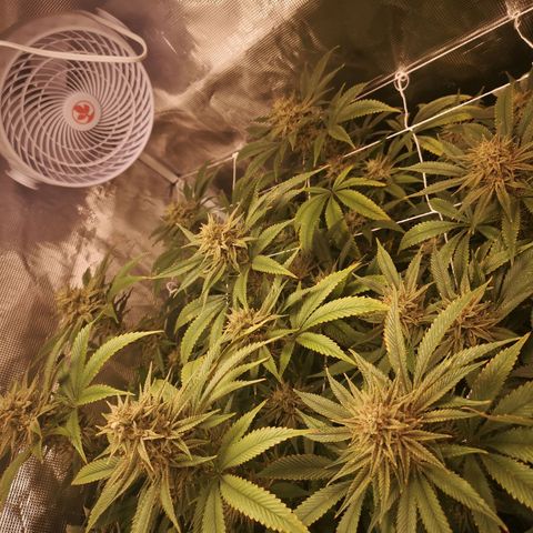 Orange cookie chem 2nd grow growlog timeline photo