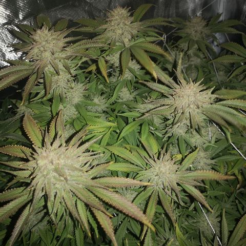 Orange cookie chem 2nd grow growlog timeline photo