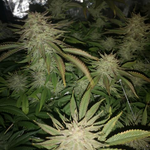 Orange cookie chem 2nd grow growlog timeline photo