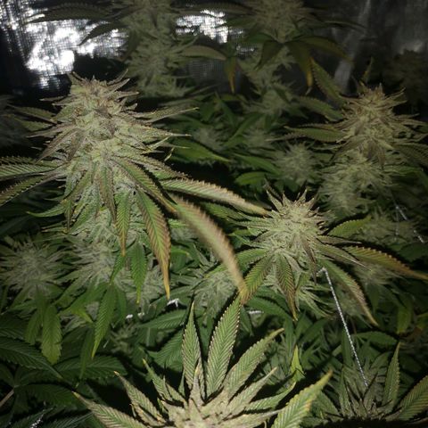 Orange cookie chem 2nd grow growlog timeline photo