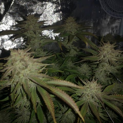 Orange cookie chem 2nd grow growlog timeline photo